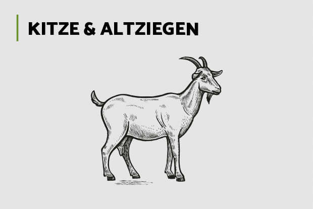 Kitze und Altziegen