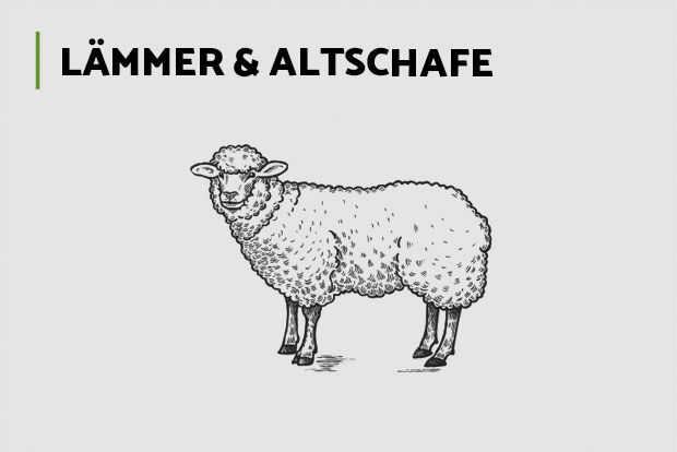 Lämmer und Altschafe